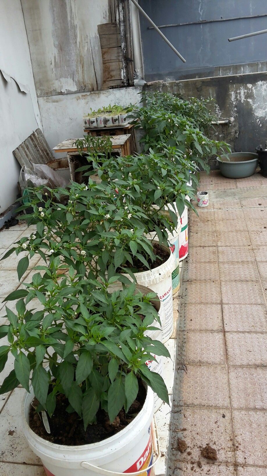 مشتل الدمام | بيع النباتات والأشجار للحدائق